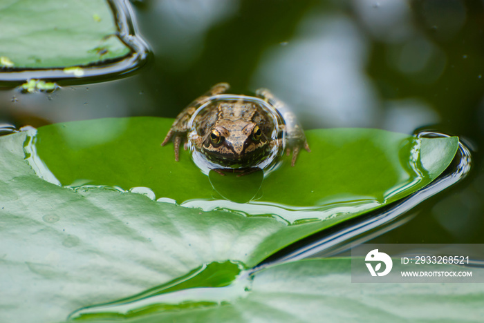 Frosch auf einem Seerosenblatt im Gartenteich