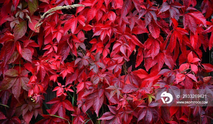 Wild grapes with red leaves growing densely on a wooden fence on an autumn day