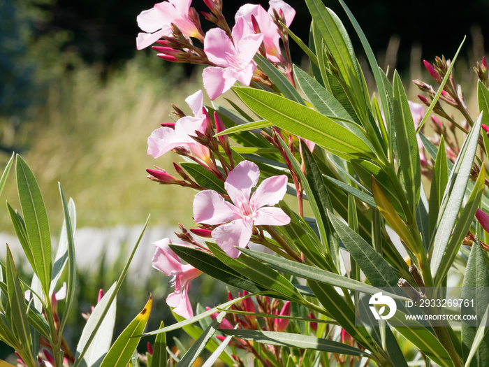 Rosa blühender Oleander oder Rosenlorbeer (Nerium oleander)