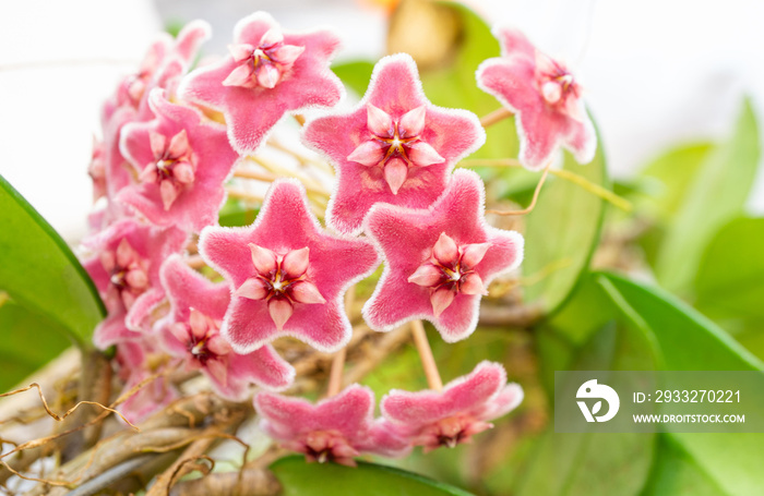 Deep pink or red hoya carnosa tree flowers  bouquet star red pollen shape flower.Colorful plant summ