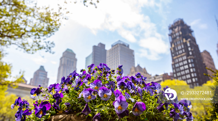 New York, Manhattan. High buildings and purple pansies against blue sky background, sunny day in spr
