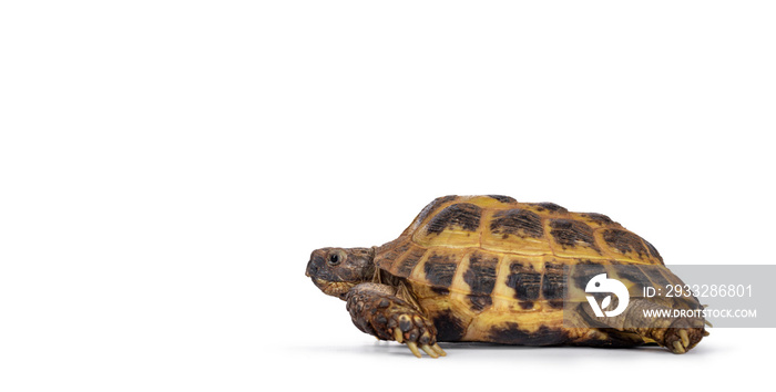 Detailed shot of a Russian Tortoise / turtle, laying /  moving side ways. Looking straight ahead. Is