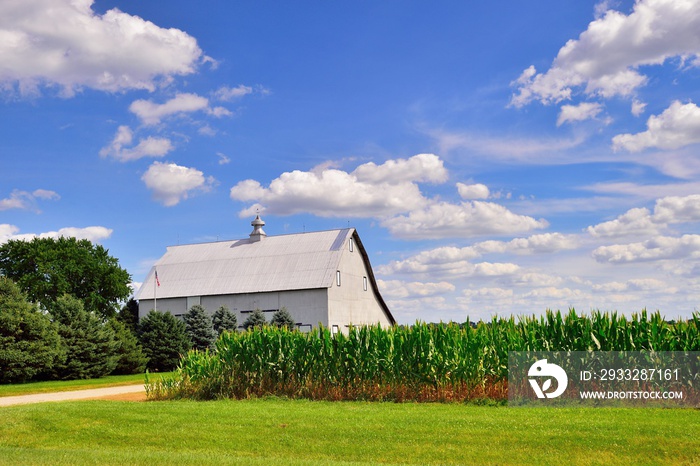 伊利诺伊州农场的谷仓被成熟的玉米作物遮住了