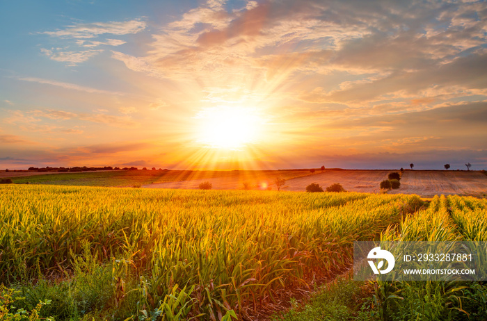 Corn field at sunset