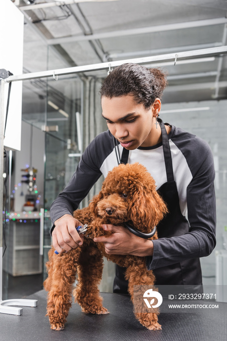 african american groomer cutting claws of poodle with nail clippers.