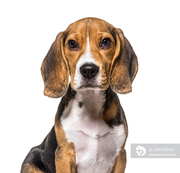 Head shot of puppy Beagles dog, isolated