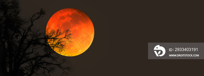 Blood Moon on Halloween night.Image of blood moon with silhouette branches of creepy tree on dark ni