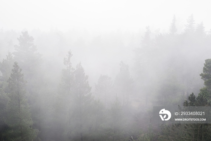 Foggy forest on a gloomy day