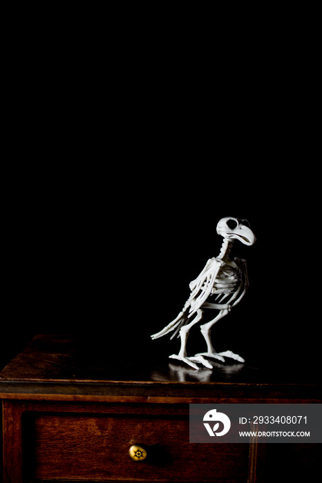 skeleton of a bird