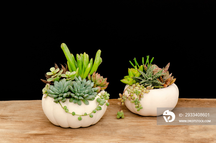 Succulents mix arrangement in white pumpkin planter on wooden table ,black background Halloween deco