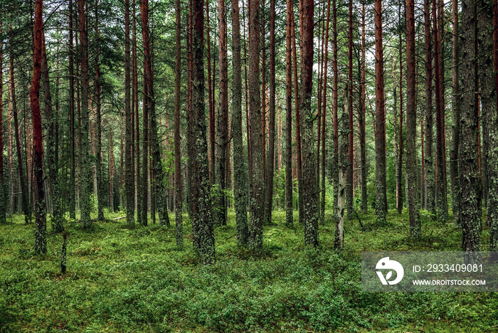 Dark pine forest