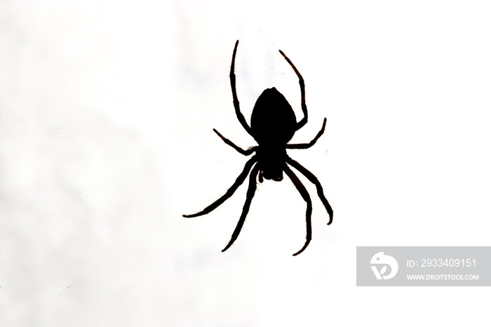Silhouette of a garden orb weaver spider in Melbourne
