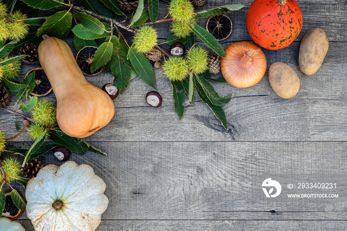 Holidays and season - autumn. Different beautiful colored pumpkins with dark background. Copy Space.