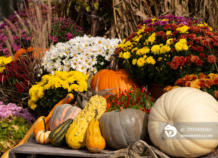 Beautiful Autumn scene with mums, pumpkins, and gourds