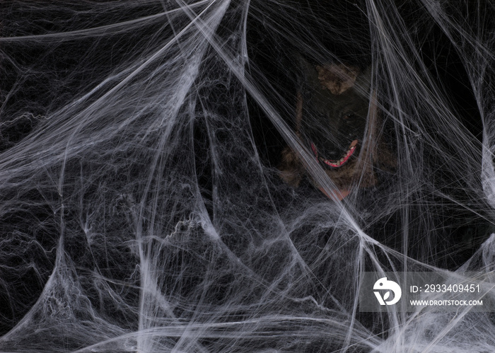 scary mask in a white spider web on a black background