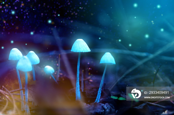 Magic glowing mushrooms in the forest, fairytale story.