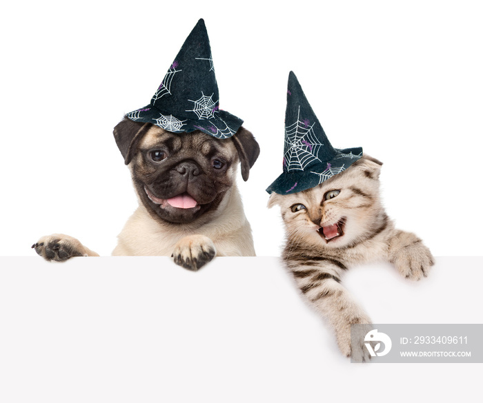 Cat and dog with hats for halloween peeking from behind empty board. isolated on white