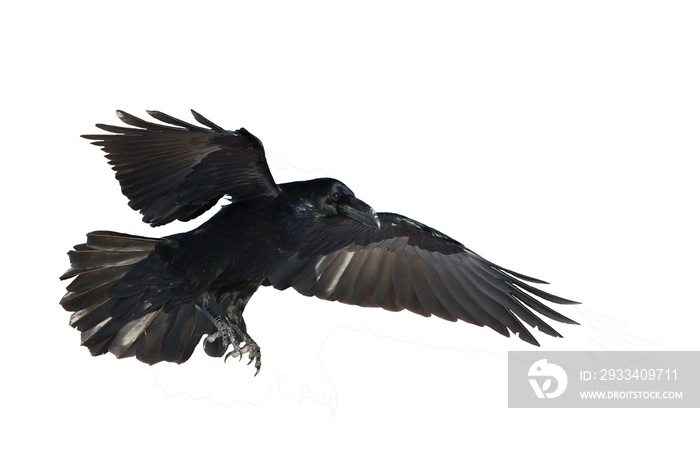 Birds flying raven isolated on white background Corvus corax. Halloween - black flying bird silhouet