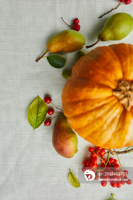 Festive autumn decor from pumpkins, pears,  leaves, acorns on white tablecloth background, autumn fl