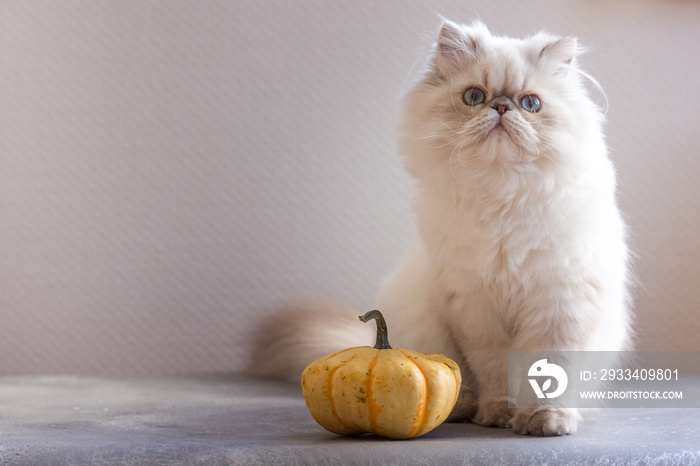 Silver Persian kitten 5-month-old with pumpkin on a grey chair on white background