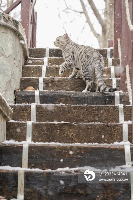 石阶上的可爱花斑猫