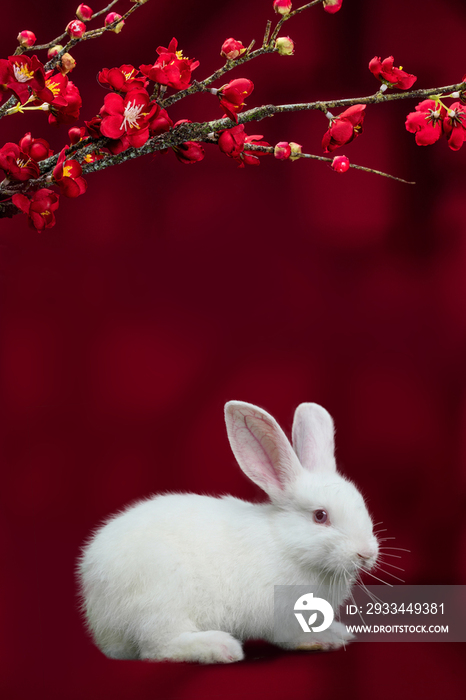 梅花下的小白兔