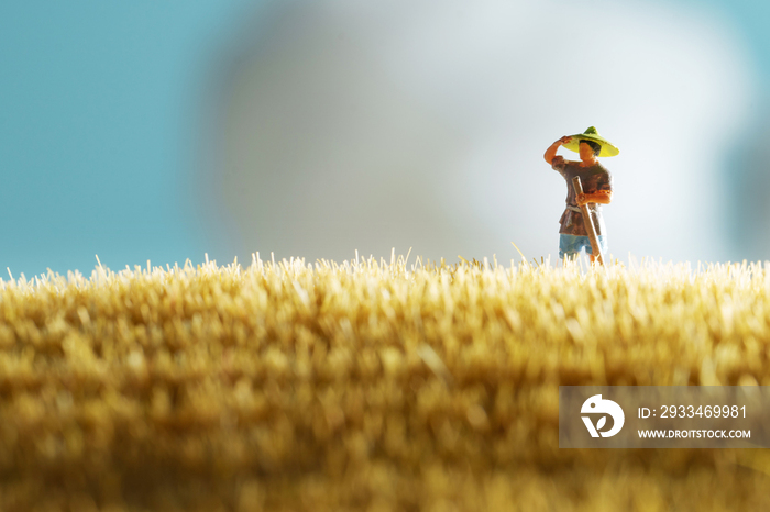 农民在稻田里劳作