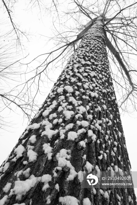 大雪后的一棵树