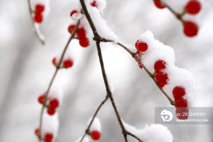 雪后的金银木果实