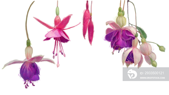 Watercolor Painting of Pink and Purple Fuchsia Flowers