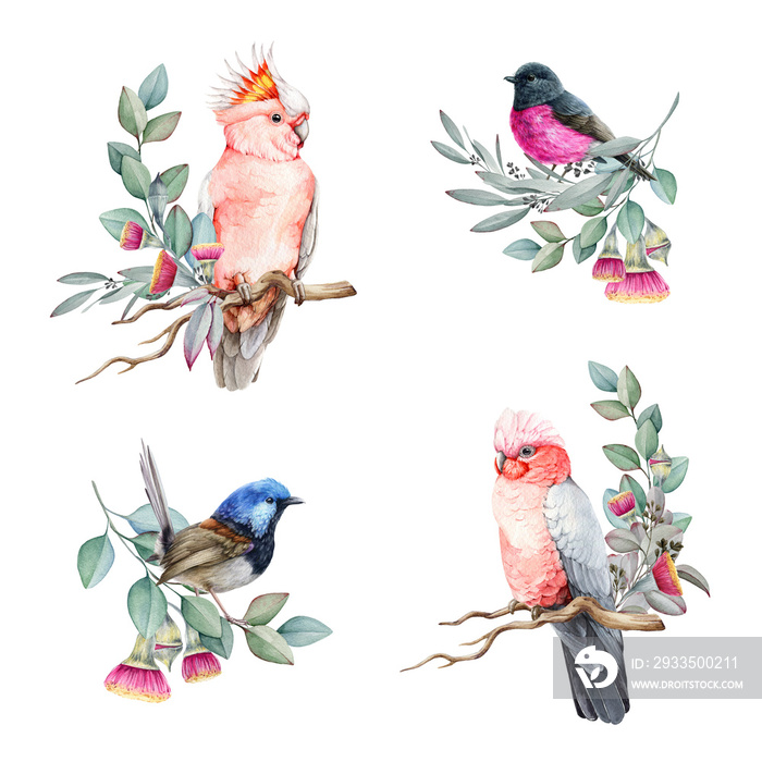 Australian birds with floral elements watercolor set. Hand drawn pink cockatoo parrot, fairy wren, pink robin with eucalyptus leaves and flowers. Birds of Australia beautiful images