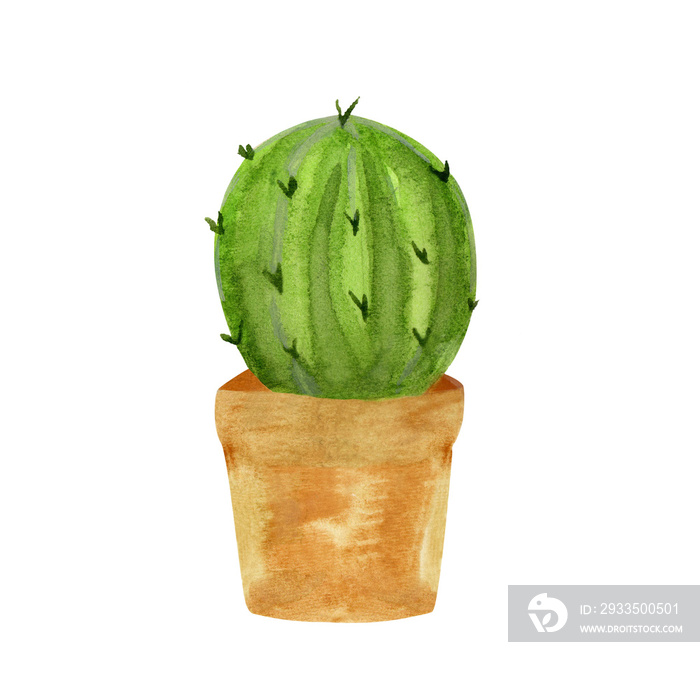Blooming cactus watercolor. Isolated objects.