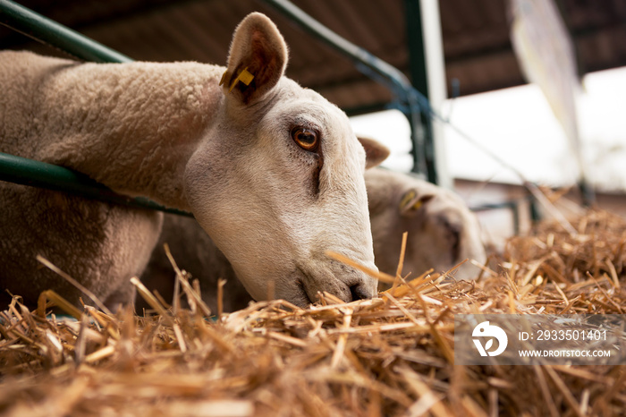 Sheep’s head while eating hay on an animal farm.