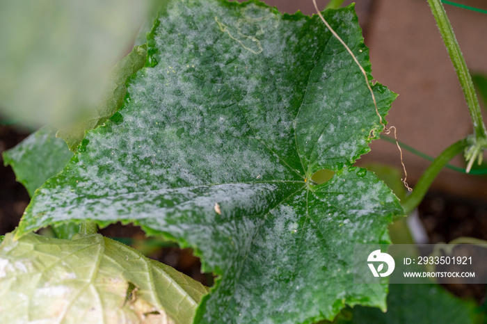 Heavy infection of powdery mildew on cucumber (Sphaerotheca cucurbitae) in Japan