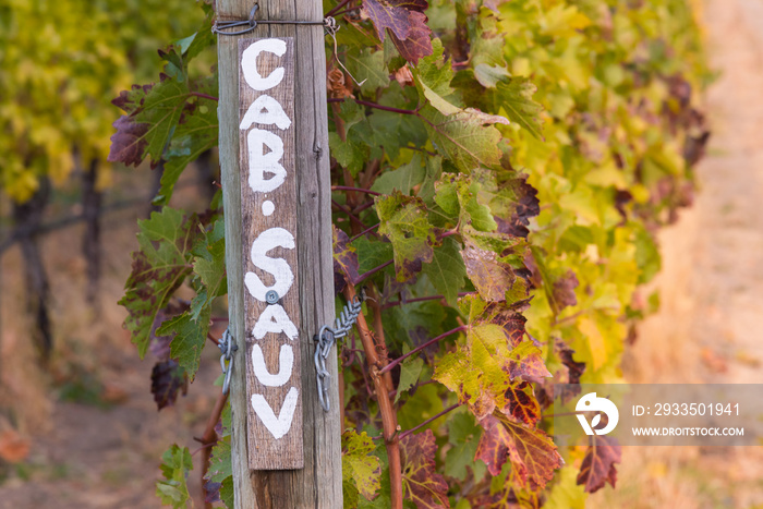 Row of cabernet sauvignon grapevines with signpost in autumn