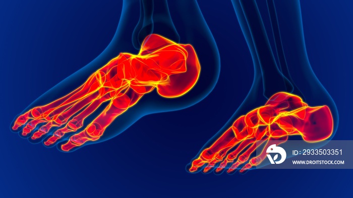 Human Skeleton Foot bones Anatomy For Medical Concept