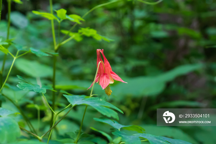 Columbine wildflower close-up