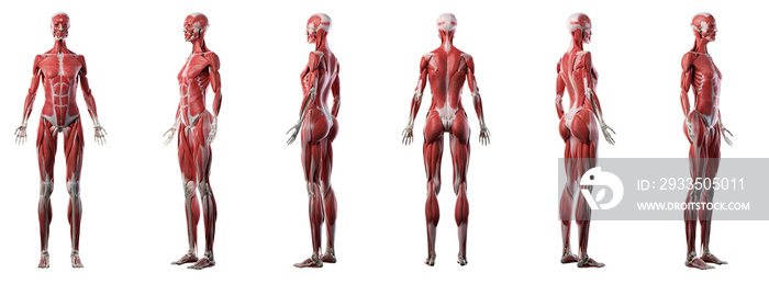 3d rendered medically accurate illustration of a womans muscle system