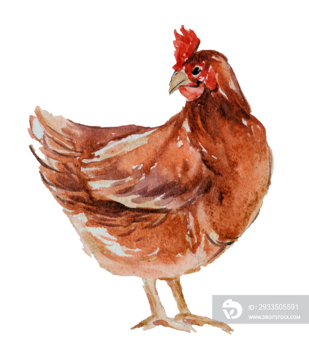 Red hen. Poultry farming. Chicken breeds series. domestic farm bird
