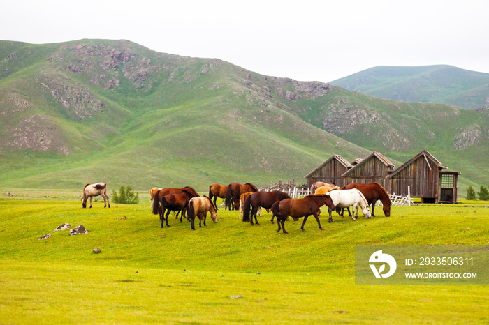 Herd of Mongolian horses in the steppes