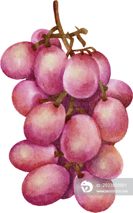 watercolor grape