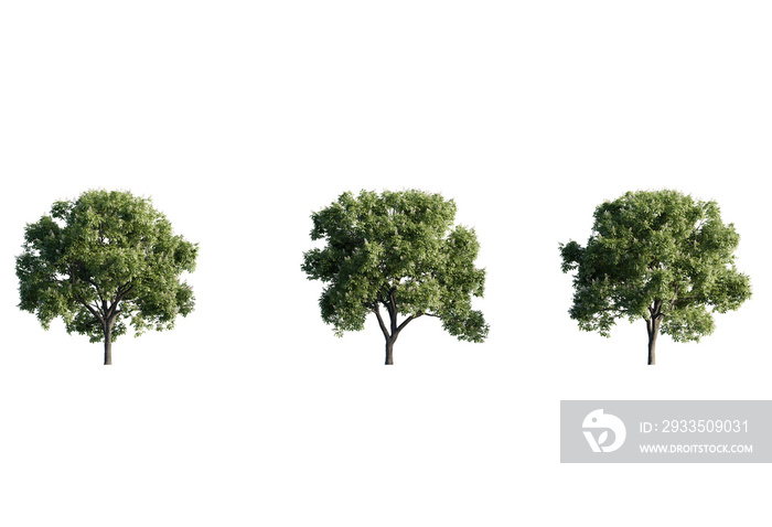 Acer Hippocastanum  tree view PNG cutout