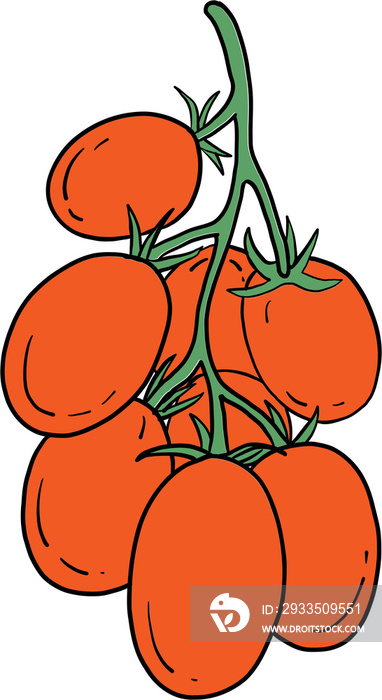 doodle freehand sketch drawing of tomato vegetable.