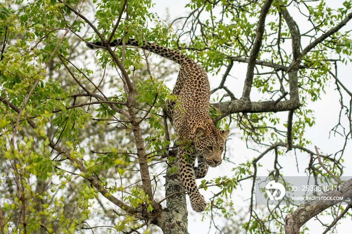 African leopard in a tree