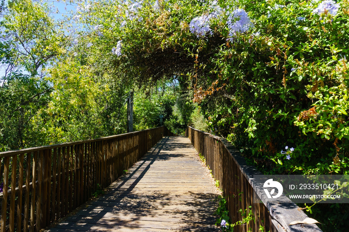 Wooden boardwalk, part of the Los Gatos Creek trail in the town of Los Gatos, south San Francisco bay area