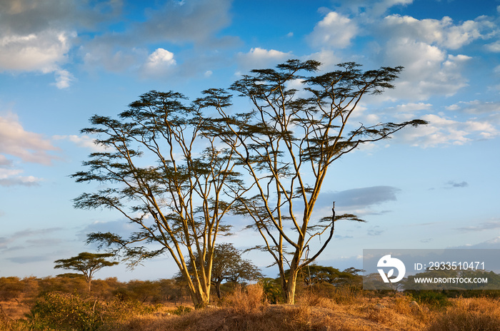 Fever tree (Acacia xanthophlea).