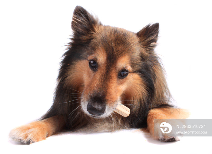 Dog eating treat or bone