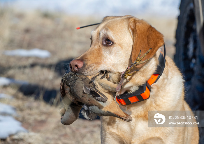 Yellow Labrador retriever hunting dog, wearing a GPS collar, with a retrieved Chukar Partridge in her mouth.