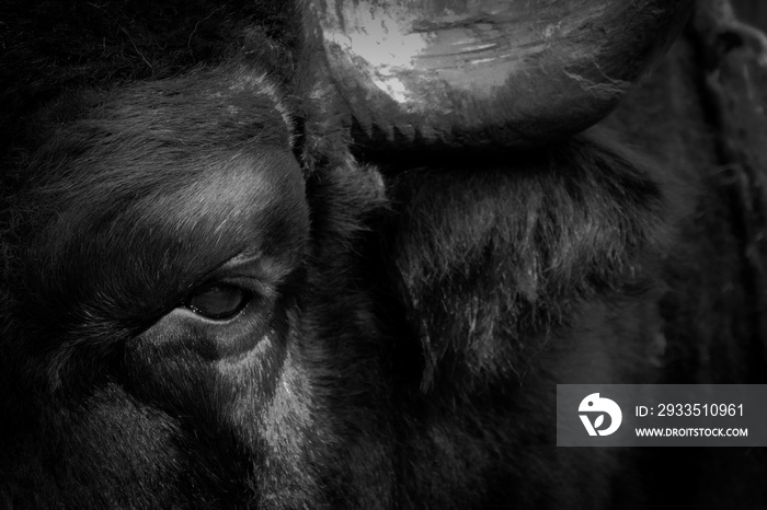 Bull’s eyes and head close-up, black and white photo of a bull.