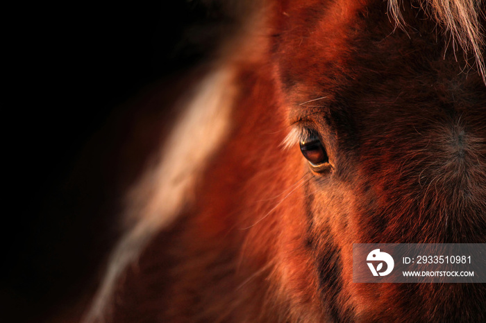 Frontal close up of a shetland pony, focus on the eye of the pony. Black background